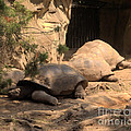 Just Chillin' by Luther Fine Art Just Chillin' by Luther Fine Art