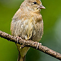 Juvenile American Goldfinch Photograph by Jeff Goulden Juvenile American Goldfinch Photograph by Jeff Goulden
