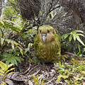 Kakapo Male In Forest Codfish Island Photograph by Tui De Roy Kakapo Male In Forest Codfish Island Photograph by Tui De Roy