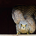 Kestrel ready to go Photograph by Torbjorn Swenelius Kestrel ready to go Photograph by Torbjorn Swenelius