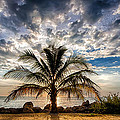 Key West Florida Lone Palm Tree  Photograph by Robert Bellomy