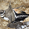 Killdeer Fakeout Photograph by Shane Bechler Killdeer Fakeout Photograph by Shane Bechler