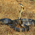King Cobra Agumbe Rainforest India Photograph by Thomas Marent King Cobra Agumbe Rainforest India Photograph by Thomas Marent