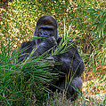 King Of The Mountain Photograph by Kathy Baccari King Of The Mountain Photograph by Kathy Baccari