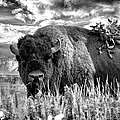 Monarch of the Plains Photograph by Jim Garrison Monarch of the Plains Photograph by Jim Garrison