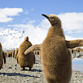 King Penguin Chicks by Yva Momatiuk and John Eastcott King Penguin Chicks by Yva Momatiuk and John Eastcott