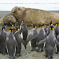 King Penguins And Southern Elephant by Yva Momatiuk John Eastcott King Penguins And Southern Elephant by Yva Momatiuk John Eastcott