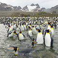 King Penguins at Gold Harbour Photograph by Yva Momatiuk John Eastcott King Penguins at Gold Harbour Photograph by Yva Momatiuk John Eastcott
