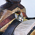 Kitty in the Saddle Photograph by Kae Cheatham Kitty in the Saddle Photograph by Kae Cheatham