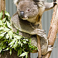 Koala Photograph by Steven Ralser Koala Photograph by Steven Ralser