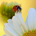 Lady Bug on Daisy by Scott Gould