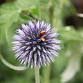 Ladybugs by Christiane Schulze Art And Photography Ladybugs by Christiane Schulze Art And Photography