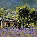 Lala Vanda Painting by Guido Borelli Lala Vanda Painting by Guido Borelli
