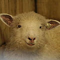 Lamb Chop Photograph by Valerie Collins Lamb Chop Photograph by Valerie Collins