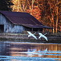 Landing Trumpeter Swans Boxley Mill Pond by Michael Dougherty