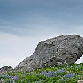 Large Boulder Deposited by a Glacier in an Alpine Meadow Photograph by Jeff Goulden Large Boulder Deposited by a Glacier in an Alpine Meadow Photograph by Jeff Goulden