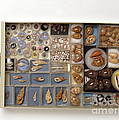 Large Collection Of Shells In Drawer Photograph by Matthew Ward / Dorling Kindersley Large Collection Of Shells In Drawer Photograph by Matthew Ward / Dorling Kindersley