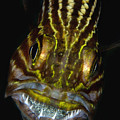 Large-toothed Cardinalfish Brooding Photograph by Dray van Beeck Large-toothed Cardinalfish Brooding Photograph by Dray van Beeck