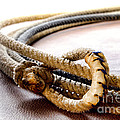 Lasso Hondo Loop by Olivier Le Queinec Lasso Hondo Loop by Olivier Le Queinec