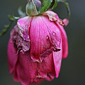 Last Rose of Summer Photograph by Valerie Collins Last Rose of Summer Photograph by Valerie Collins