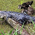 Lazing Gator Photograph by Peggy King