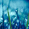 Le Reveil 03 by Aimelle Ml