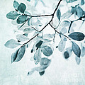 Leaves In Dusty Blue Photograph by Priska Wettstein Leaves In Dusty Blue Photograph by Priska Wettstein