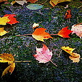 Leaves on Rock Photograph by Rodney Lee Williams Leaves on Rock Photograph by Rodney Lee Williams