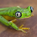 Lemur Frog Costa Rica by Ingo Arndt Lemur Frog Costa Rica by Ingo Arndt