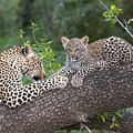 Leopard And Cub Masai Mara Kenya Photograph by Andrew Schoeman Leopard And Cub Masai Mara Kenya Photograph by Andrew Schoeman
