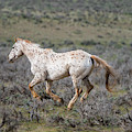 Leopard Appaloosa Horse Photograph by Michael Lustbader Leopard Appaloosa Horse Photograph by Michael Lustbader