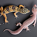 Leopard Gecko E. Macularius Collection Photograph by David Kenny Leopard Gecko E. Macularius Collection Photograph by David Kenny