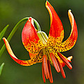 Leopard Lily in Bloom Photograph by Jeff Goulden Leopard Lily in Bloom Photograph by Jeff Goulden