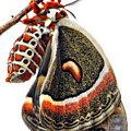 Cecropia Moth Emerged Photograph by Christina Rollo Cecropia Moth Emerged Photograph by Christina Rollo