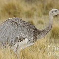 Lesser Rhea Photograph by John Shaw Lesser Rhea Photograph by John Shaw