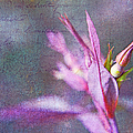 Lettres D'amour Photograph by Theresa Tahara Lettres D'amour Photograph by Theresa Tahara