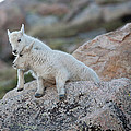 Life is a Struggle Photograph by Jim Garrison Life is a Struggle Photograph by Jim Garrison