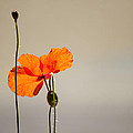 Life Photograph by Spikey Mouse Photography Life Photograph by Spikey Mouse Photography