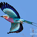 Lilac-breasted Roller in flight Photograph by Johan Swanepoel Lilac-breasted Roller in flight Photograph by Johan Swanepoel