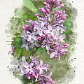 Lilac Watercolor Art by Christina Rollo Lilac Watercolor Art by Christina Rollo
