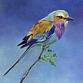 Lilacbreasted Roller Painting by David Stribbling Lilacbreasted Roller Painting by David Stribbling