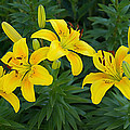 Lilies in Yellow Photograph by Leda Robertson