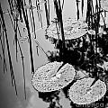 Lilly Pad Pond Black And White by Tim Hester Lilly Pad Pond Black And White by Tim Hester