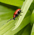 Lily Beetle Photograph by Spikey Mouse Photography Lily Beetle Photograph by Spikey Mouse Photography