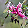 Lily in the Pink Photograph by Kerri Farley Lily in the Pink Photograph by Kerri Farley