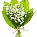 Lily-of-the-valley Bouquet by Elena Elisseeva Lily-of-the-valley Bouquet by Elena Elisseeva