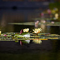 Lily Pond by Peter Tellone Lily Pond by Peter Tellone