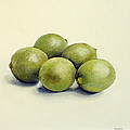 Limas by Tomas Castano Limas by Tomas Castano