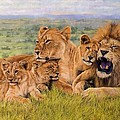 Lion Family Painting by David Stribbling Lion Family Painting by David Stribbling