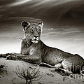 Lioness on desert dune Photograph by Johan Swanepoel Lioness on desert dune Photograph by Johan Swanepoel